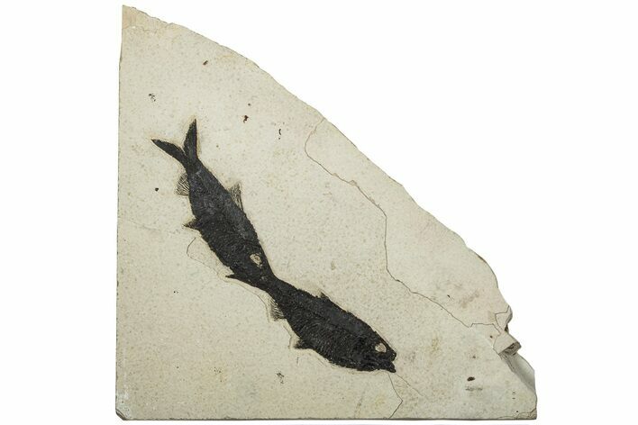 Two Detailed Fossil Fish (Knightia) - Wyoming #203222